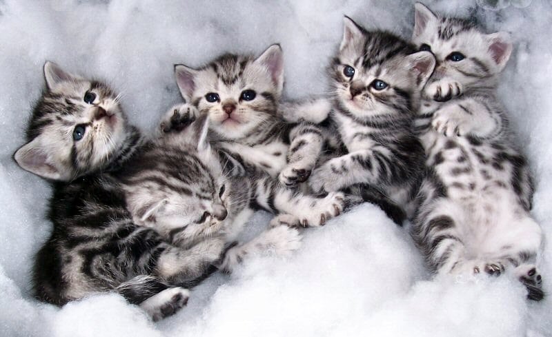 American Shorthair Cats | American Shorthair Cat Breed Info & Pictures
