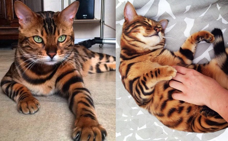 Bengal Cat Breed Information  Bengal Cat Characteristics