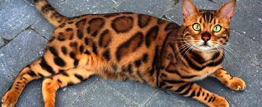The Bengal Cat Breed Information, Pictures, Behavior and Care