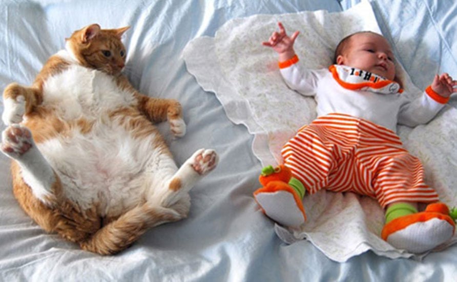 Cats and Children: 10 Things Every Parent Should Know