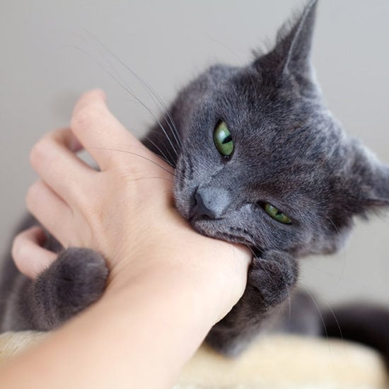 Cat Biting, How to deal with cat problems