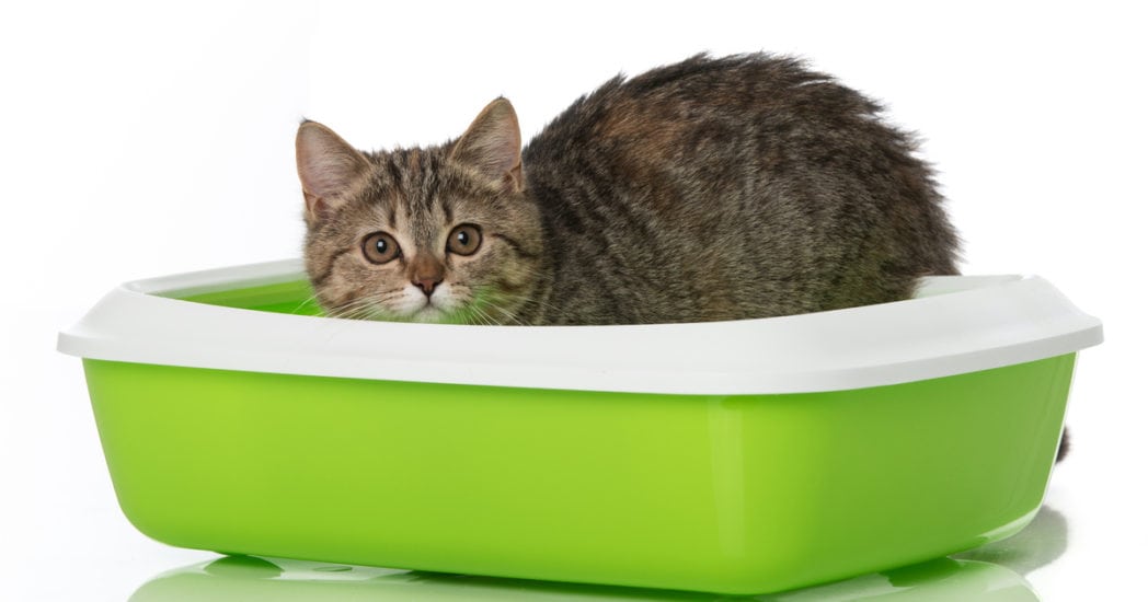 Dealing With Cats That Have Litter Box Accidents