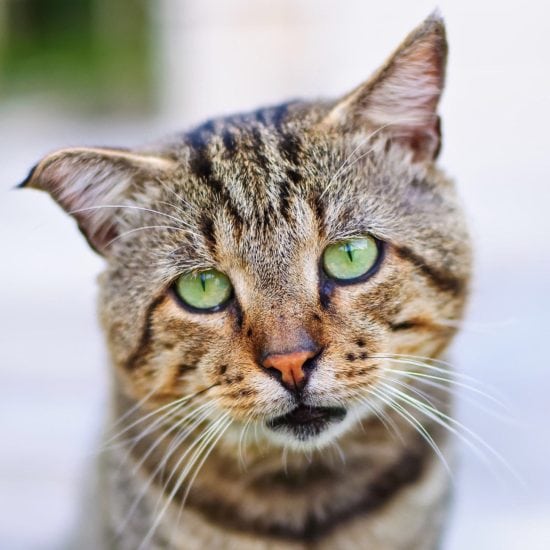 Cat Viral Infections and Their Cures