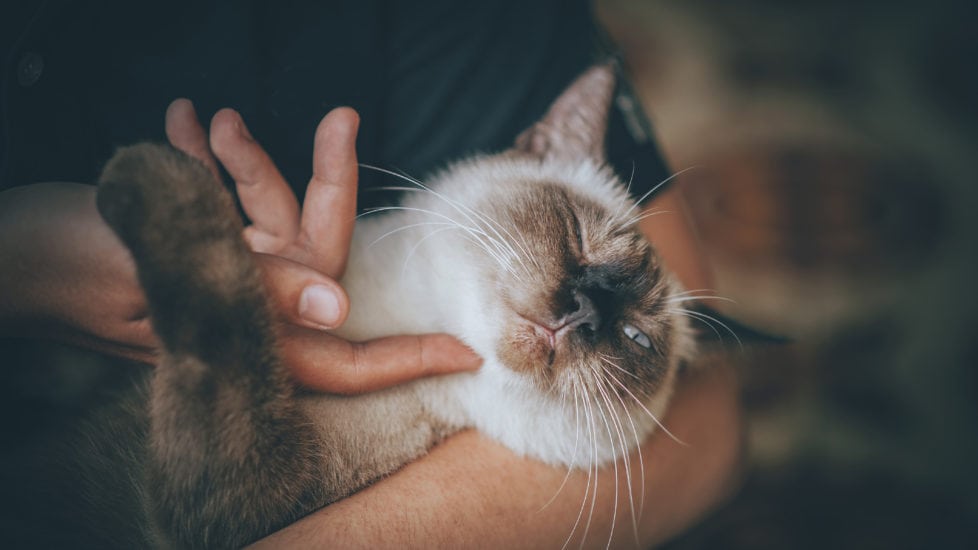 Living in Harmony With your Cat 