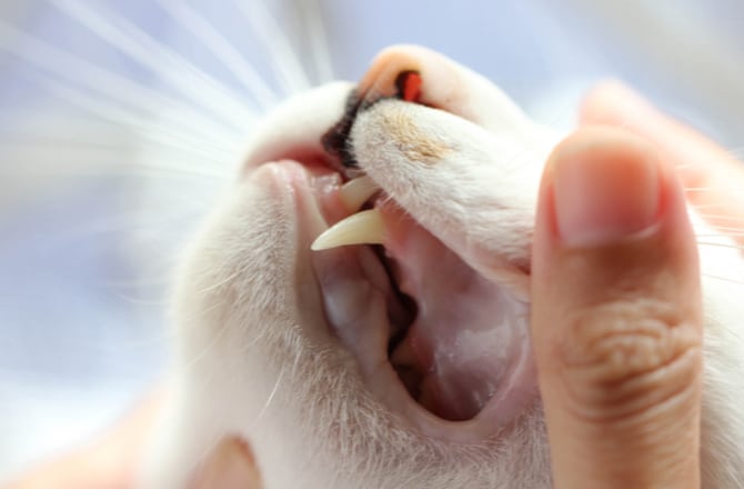 Dental Care for Cats