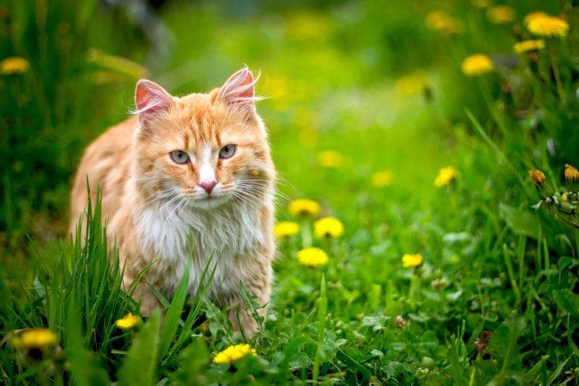 Avoid Injury During the Summer Months - Tips for Pet Owners