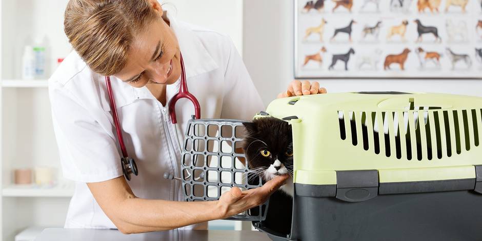 How to Take Your Cat to the Vet