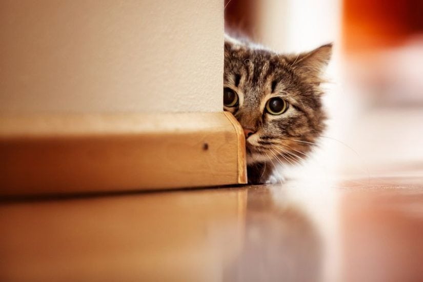 Keeping Your Cat Indoors