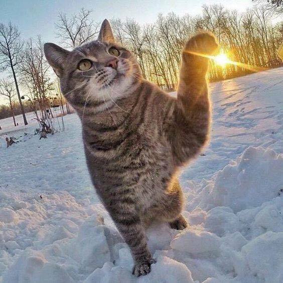 cat sunshine