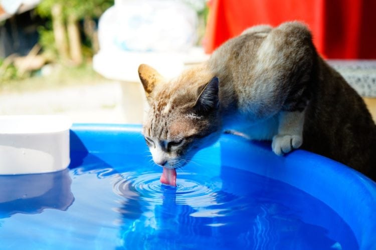 how to hydrate a cat with a syringe ,how to rehydrate a cat ,dehydrated cat won't drink ,cat stopped drinking water ,cat dehydration home treatment ,dehydrated cat pedialyte ,cat dehydration death ,electrolyte solution for cats