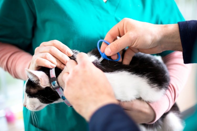 does microchipping hurt cats ,cat microchip side effects ,where can i get my cat microchipped for free ,microchip cat gps