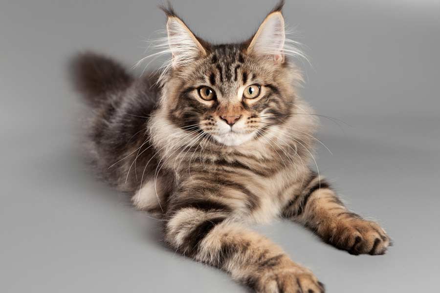 Maine Coon Cat Breed Information, Pictures, Characteristics & Facts