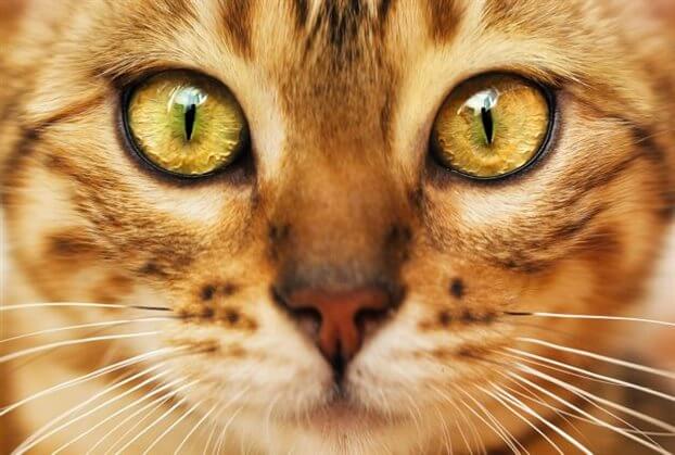 Interesting Facts About Cat Eyes