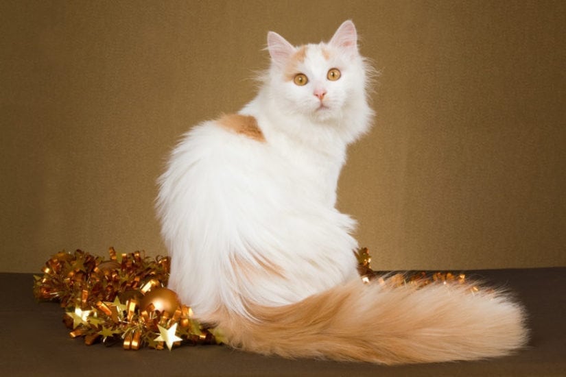 Turkish Van Cat Breed Information, Pictures, Characteristics & Facts