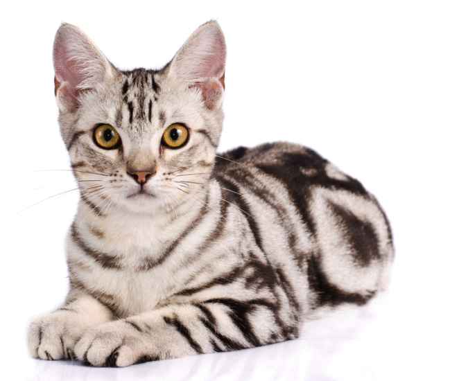 Best American Shorthair Breed Online in Pakistan