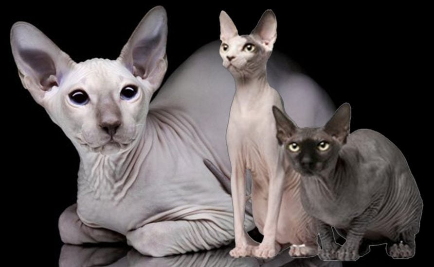 Sphynx Cat Breed | Overview & History