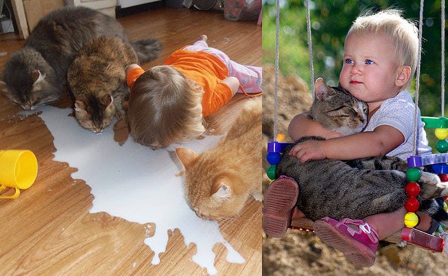 Teaching Kids And cat To Co-Exist Peacefully