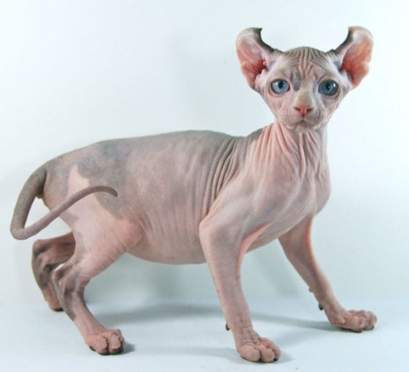 Sphynx Cat Breed Information, Pictures, Characteristics ...