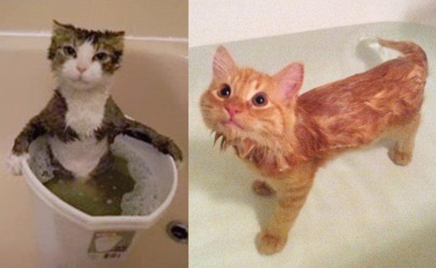 Tips For Bathing Your Cat