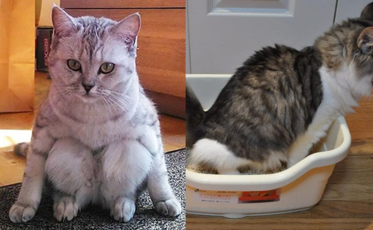 Litter Box Accidents With Kittens During Holiday Season photo