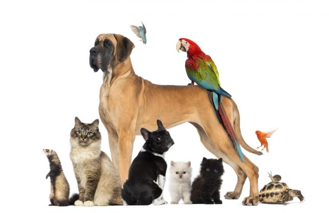 Animal rescue: Want to adopt a dog or cat? Prepare for an inquisition.