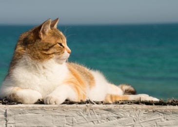 Keeping Your Pet Safe In The Warm Weather Months