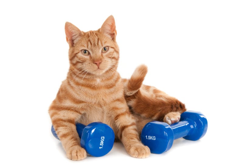 Training Your Cats or Kittens With Positive Reinforcement