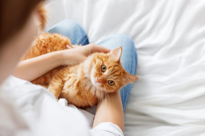 Basic Training Tips For Taming Your Cat