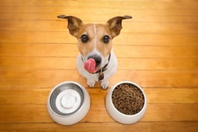 Picking The Right Food For Your Pet
