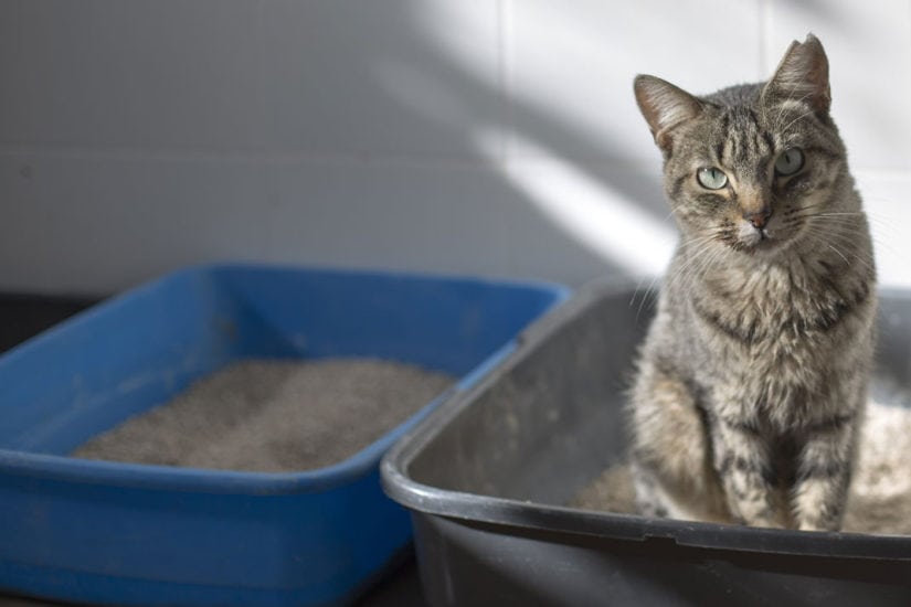 What To Do About Litter Box Accidents