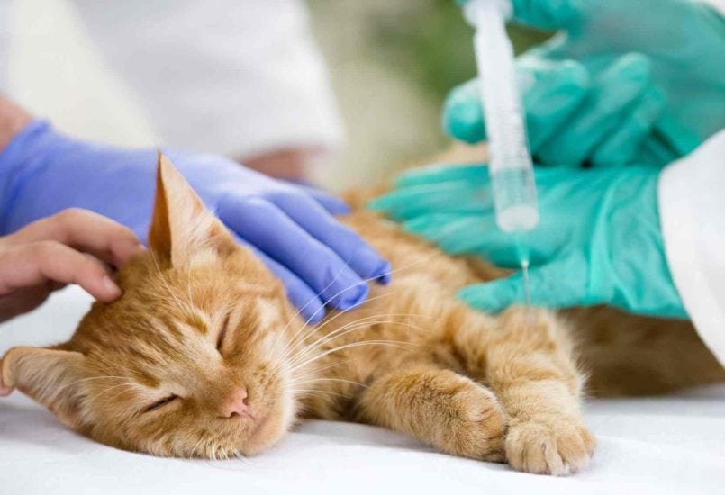 Diabetic Cat, Health Care For Your Pet
