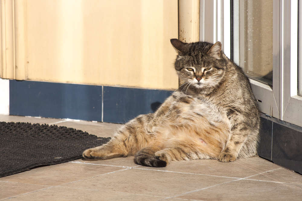 fat cat, Weight Problems with Your Cat