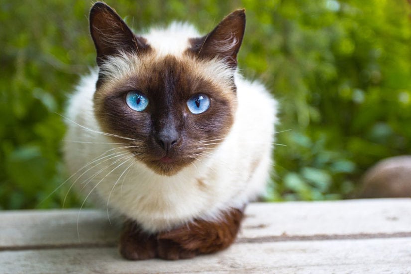 Cat Breeds With Pictures : The Siamese