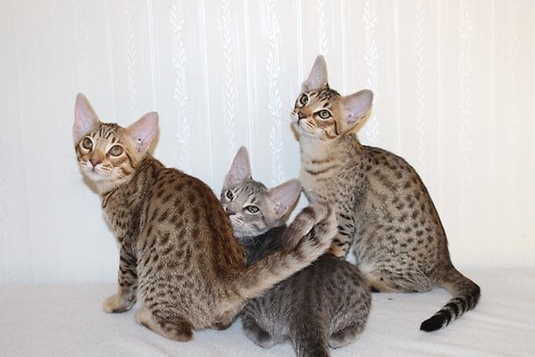 The Ocicat is an all-domestic breed of cat which resembles a wild cat but has no wild DNA in its gene pool. The breed is unusual in that it is spotted like a wild