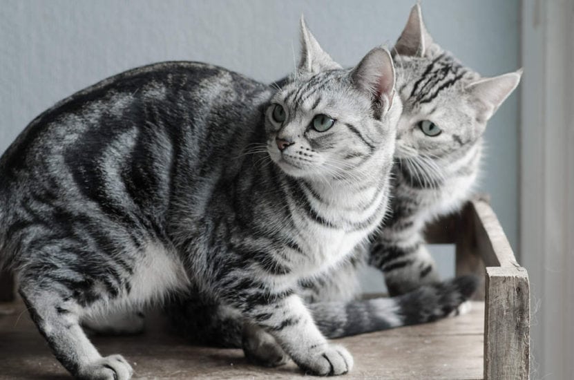 Cat Breeds With Pictures : American Shorthair