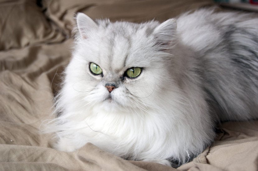 Cat Breeds With Pictures : Persian