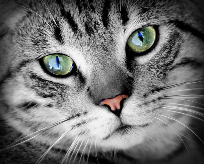 A Basic Introduction to Cat Eye Care