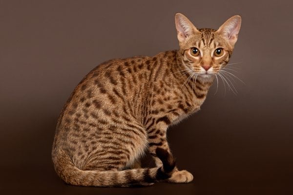 Ocicat Cat Breed Information, Pictures, Characteristics & Facts