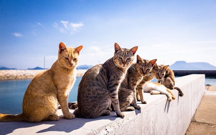 Deworming Feral Cat Colonies - Revival Animal Health