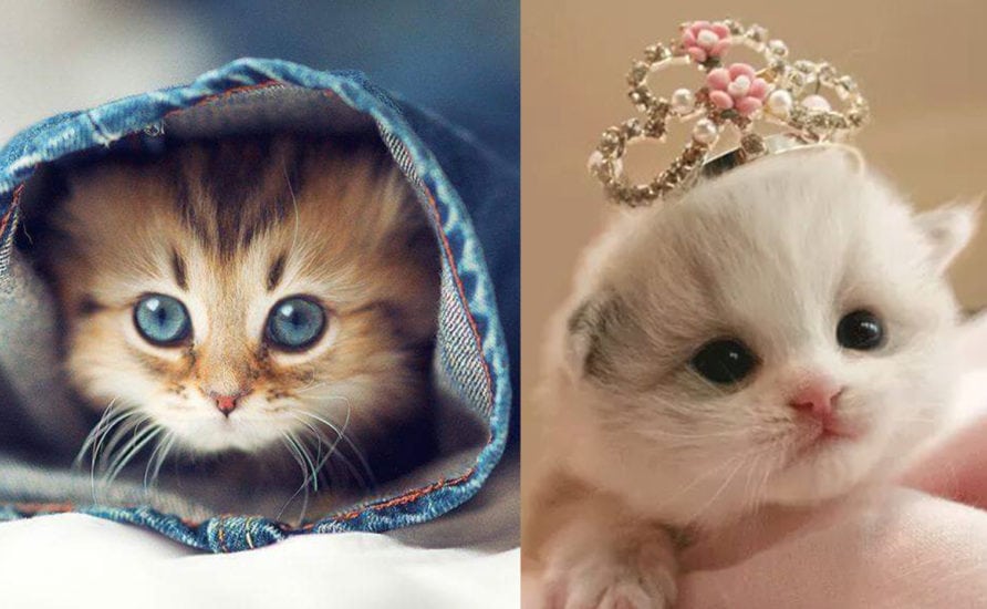 How To Raise A Happy Kitten: New Kitten Tips and Advice!