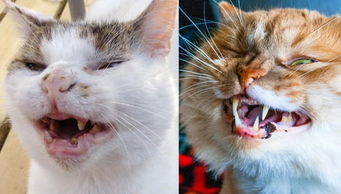 Dental Care for Cats