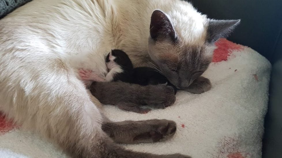 How to Raise a Kitten, cat mom