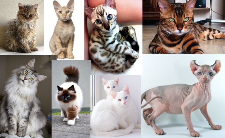 Cats Breeds of Cats - Most Popular Cat Breeds, Photos and Breed ...