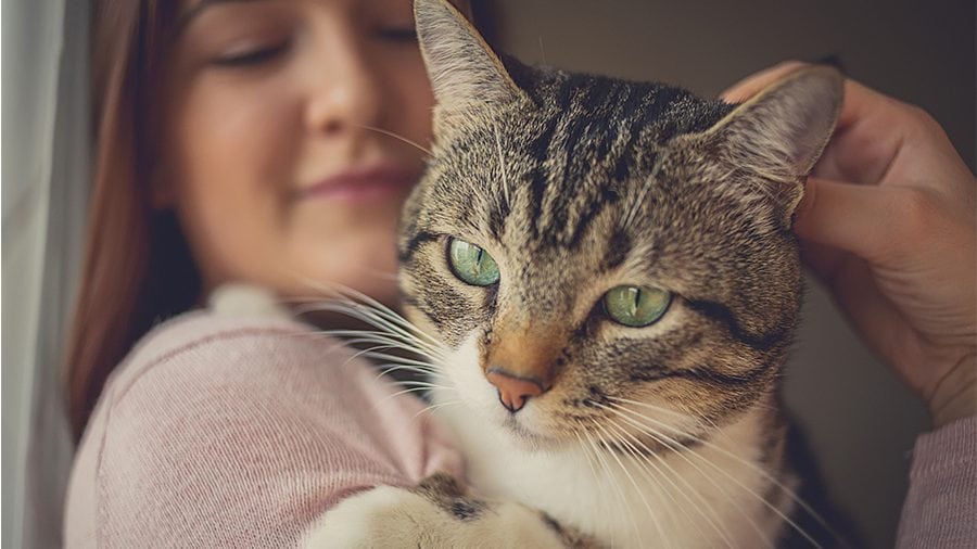The Cost of Keeping Your Cat Healthy