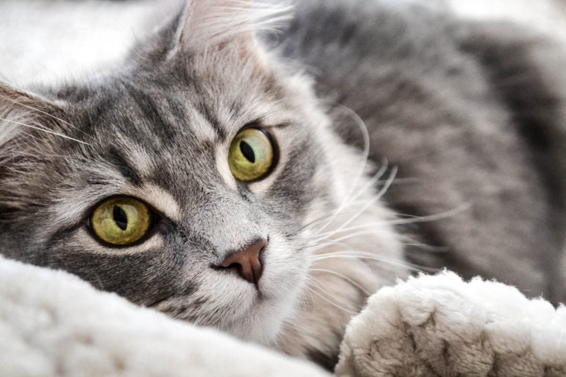 Understanding Your Cat’s 5 Senses, Cats, cat scratch, cat stuff, sphynx cat, cat talking, siberian cat, black cat, funny cats, cat images, cute cats, cute kittens, cat names, hairless cat, food cat