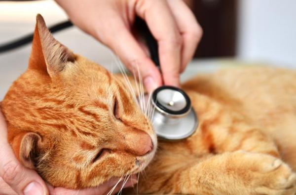 Observing Symptoms, Cats, cat scratch, cat stuff, sphynx cat, cat talking, siberian cat, black cat, funny cats, cat images, cute cats, cute kittens, cat names, hairless cat, food cat