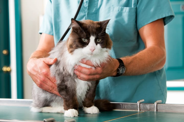 Health Care For Your Pet