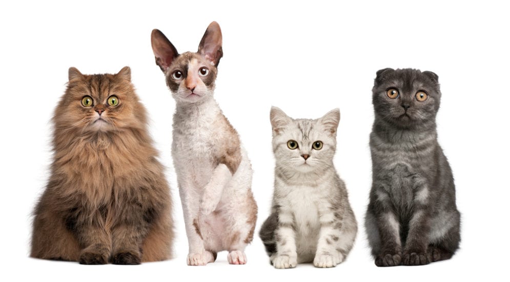 The Various Breeds of Cats