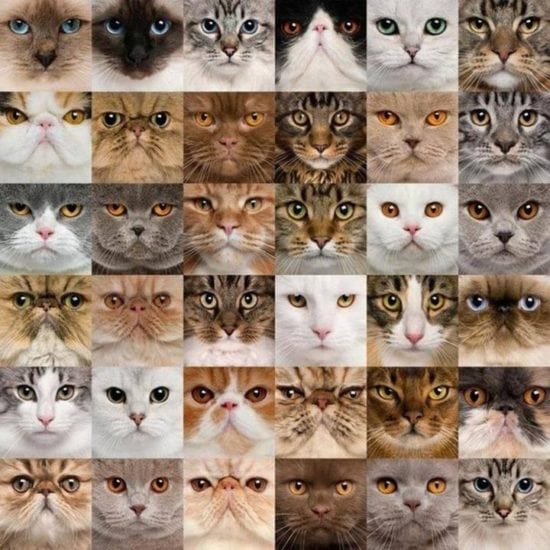 Cats, cat scratch, cat stuff, sphynx cat, cat talking, siberian cat, black cat, funny cats, cat images, cute cats, cute kittens, cat names, hairless cat, food cat