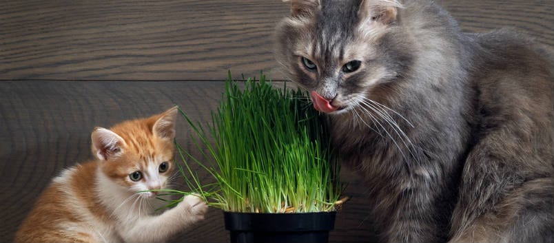 What is Cat Grass? Learn How to Grow Cat Grass for Your Pet